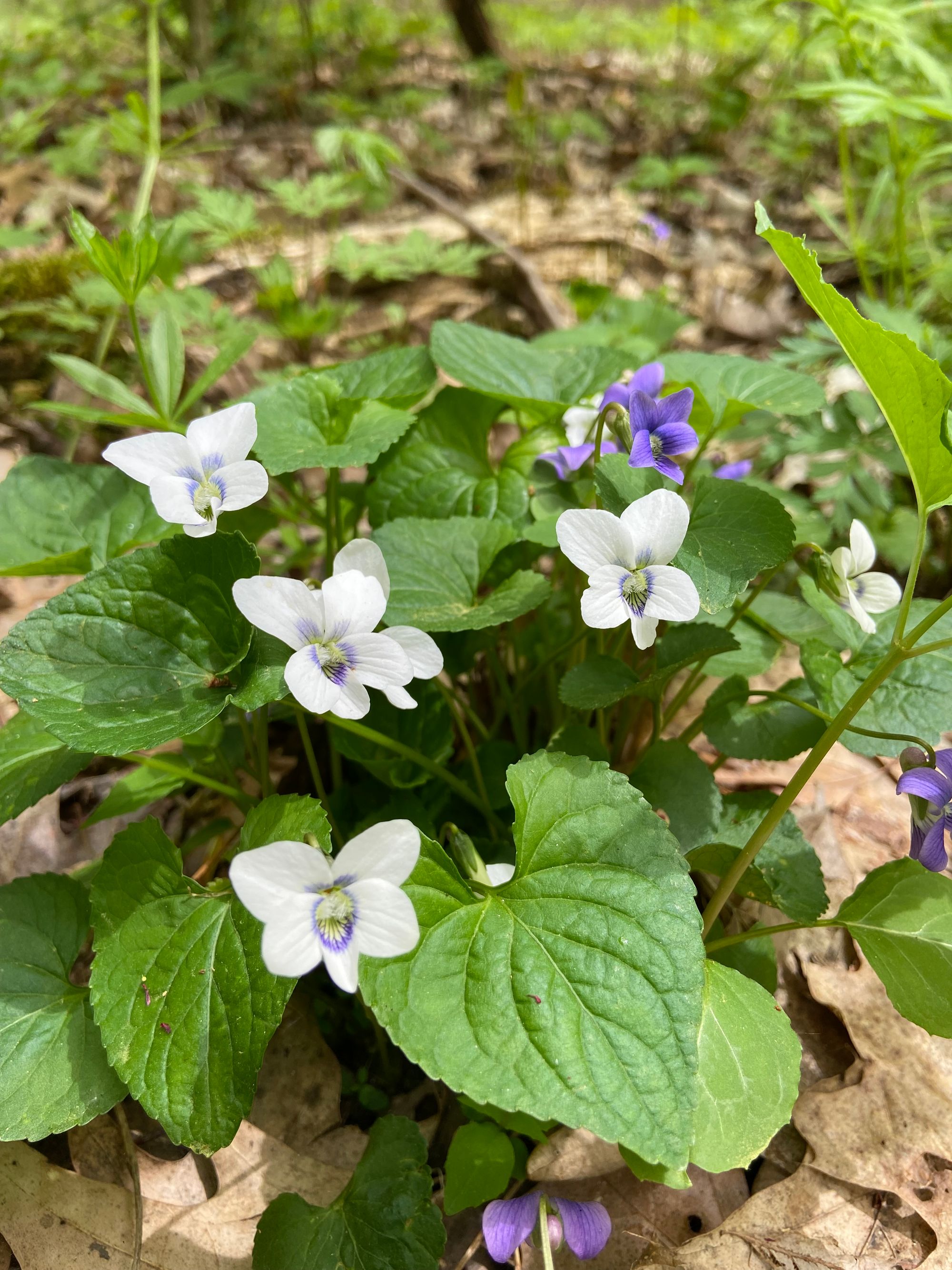 A cluster of white violet flowers