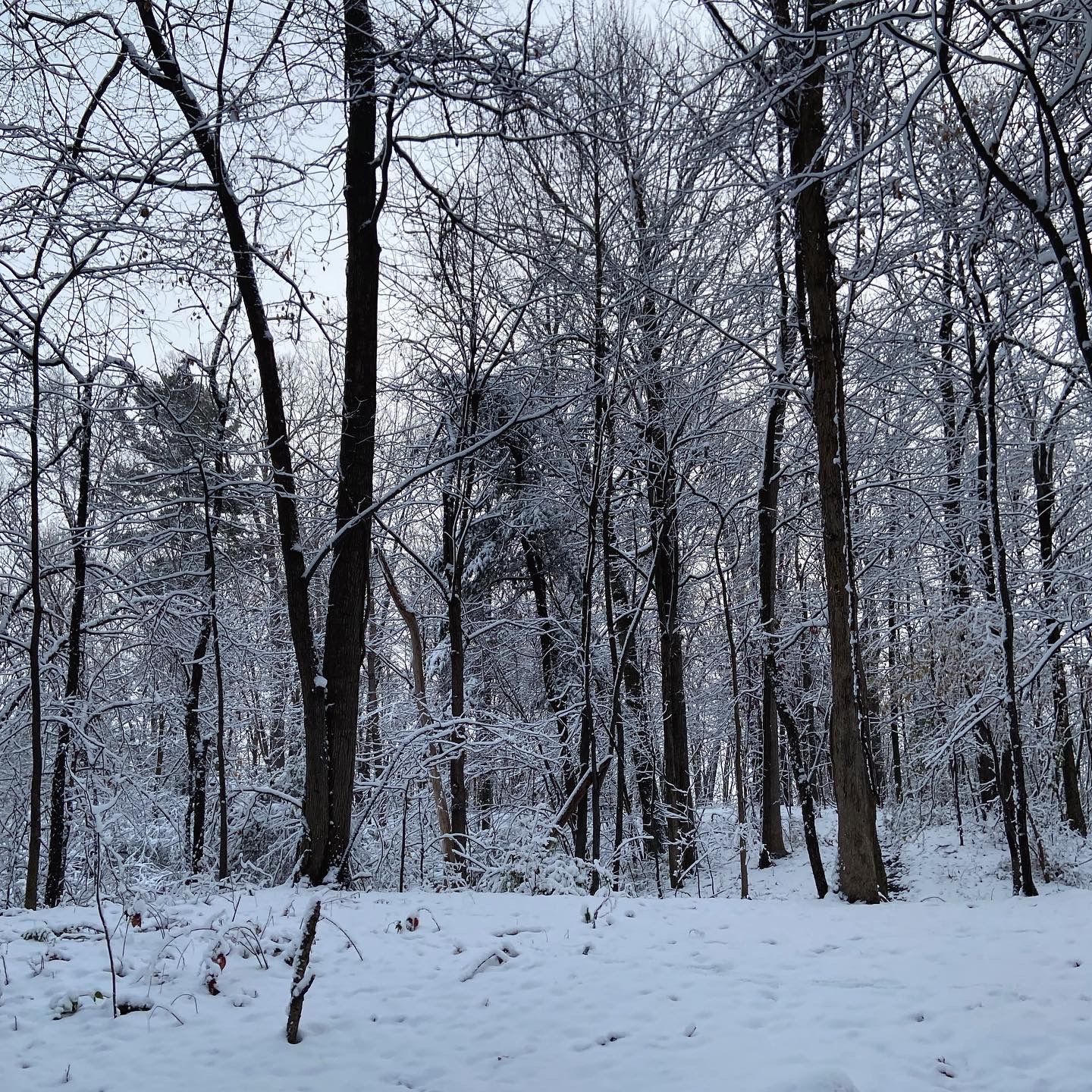 a wide shot of the snow covered woods in the morning