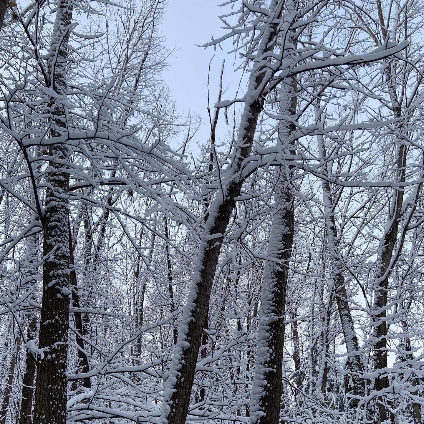 Trees covered in snow with a sunrise in the background