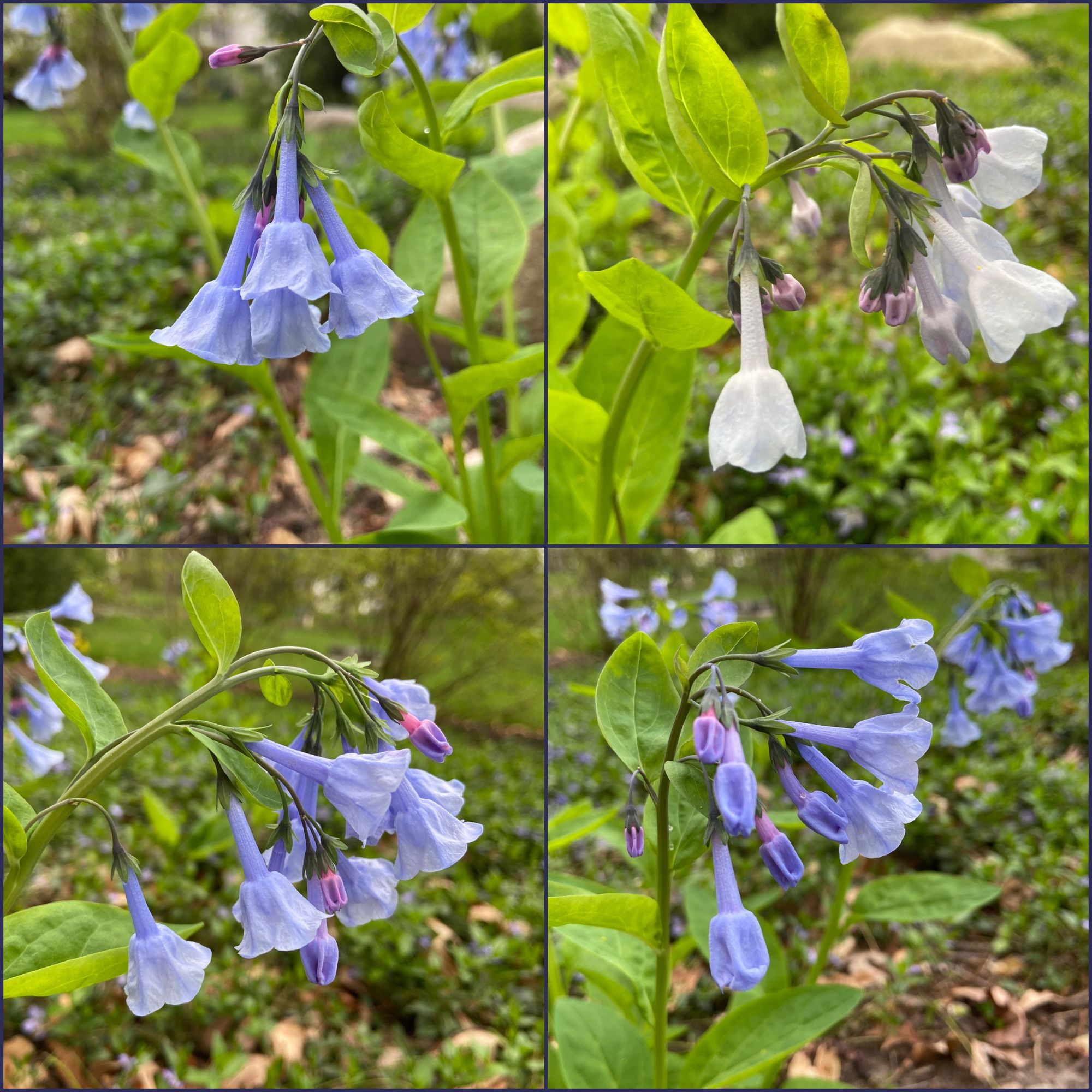 4 bunches of Virginia Bluebells, 3 blue, 1 light purple.