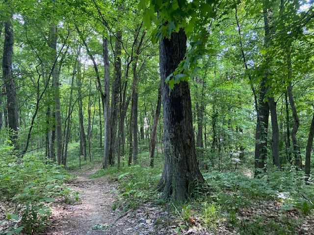 A path leading through a green woodland.