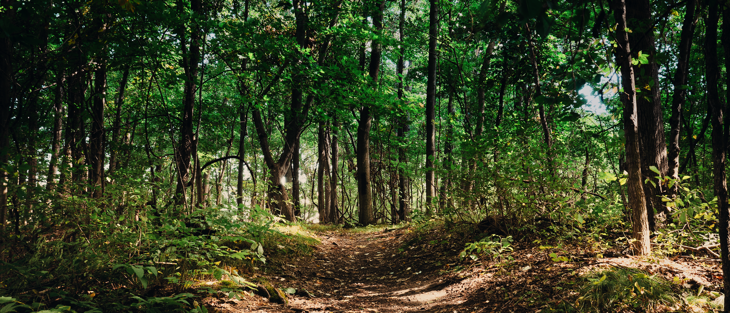 A sunlit forest path